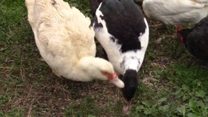 Куры,утки,индюки и цесарки.Кто кого высидел и воспитал.