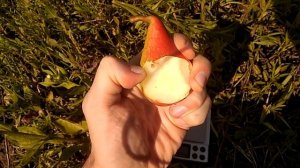 Груша Трапезица