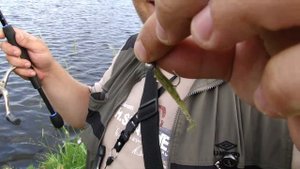 Карп на спиннинг