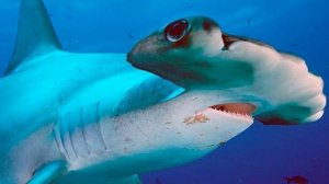 ТОП 10 самых интересных фактов об АКУЛАХ МОЛОТ