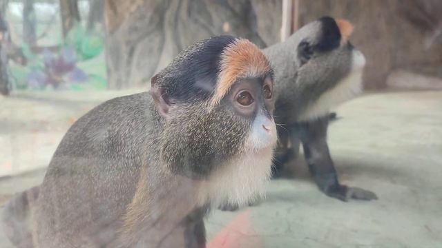 Просто очаровательные и такие глазастые мартышки Бразза