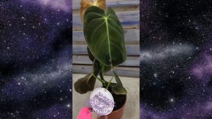 14  Филодендрон Меланохризум или Андре