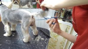 Стрижка хвоста йорка.