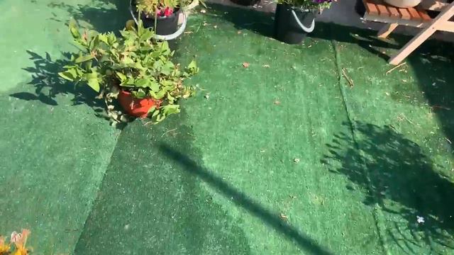 Катарантус неубиваемый цветок или цветок для ленивых. смотреть онлайн