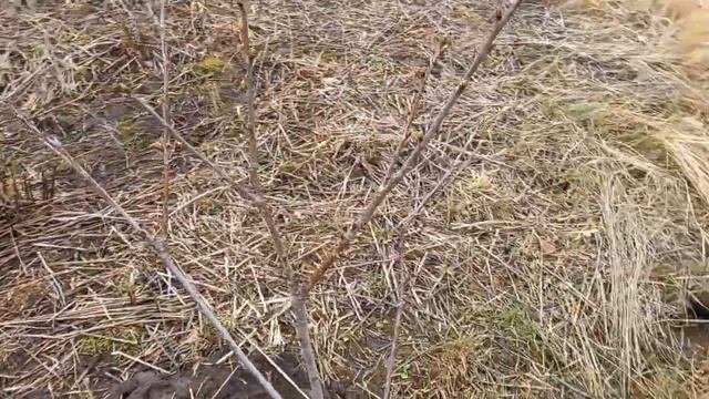 Весенняя пересадка саженцев   Не бойтесь экспериментов с пересадкой