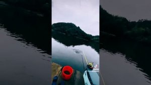 Ловлю рыбу на виноград