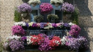 Цветы на балконе