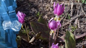 Какие штрафы предусмотрены за растения, занесенные в «Красную книгу».mp4