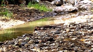 ?? Индонезия . Ужасы острова  Комодо  .  Нервных не смотреть !