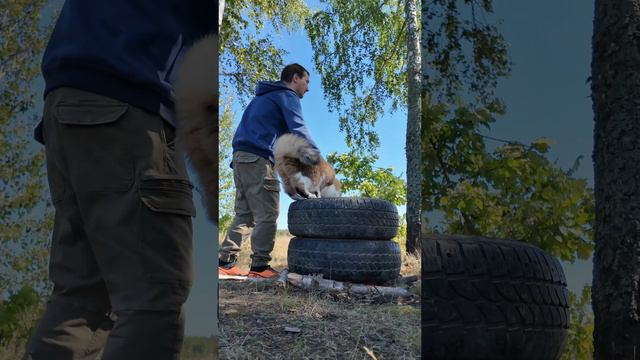 Кудрявые штанишки вышли погулять.🐱