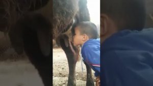 Когда очень сильно хочется молоко! Маленький мальчик пьет коровье молоко