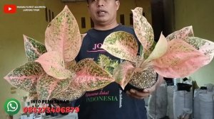 LARIS BANGET | OBRAL AGLONEMA MURAH TANIAN SENDIRI | COCOK BUAT PEMULA | BAGIAN 185