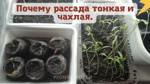 Почему рассада тонкая и чахлая???