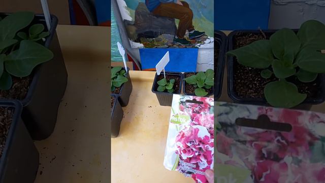 Петунии Аморе мио Гламур Альба. Сравнительный обзор.