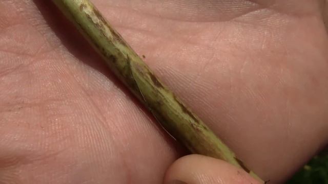 Common Tansy, identification of the Wisconsin Invasive Species Tanacetum vulgare смотреть онлайн