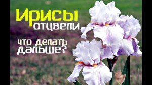 Ирисы отцвели, что делать дальше? Что делать с ирисами после цветения?