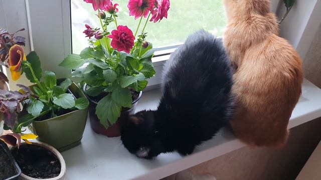 Знакомство кошек с новыми цветами. Купила георгин и анютины глазки, надо же что-то новое изучать... смотреть онлайн