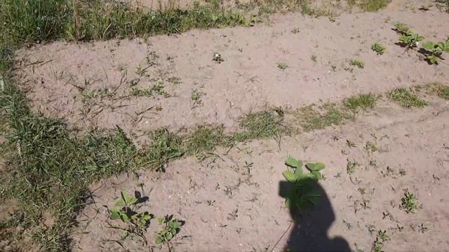 ?"Дачный сезон" Уход за посадками.Горох,фасоль,мангольд,листовой салат,базилик.Рыхление.Сеем шпинат смотреть онлайн