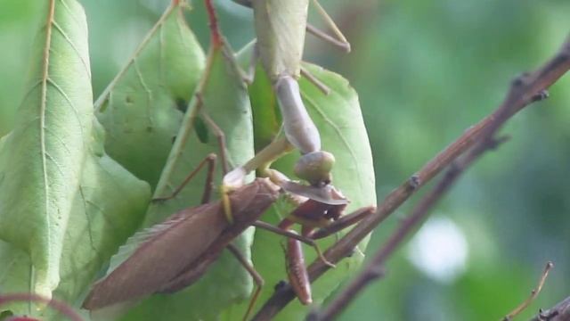 Самка богомола ест всоего мужа, ЖЕСТЬ!!! Редкие кадры.. смотреть онлайн