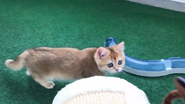 ?☀️? КОТЯТА ЗОЛОТАЯ ШИНШИЛЛА☀️??ИНОГДА САМИ ВЫБИРАЮТ НОВУЮ СЕМЬЮ❤️?☀️