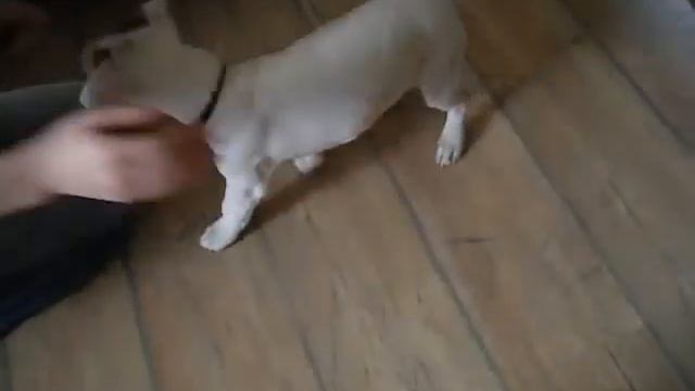 Джек Рассел Терьер - Хуго на тренировке смотреть онлайн