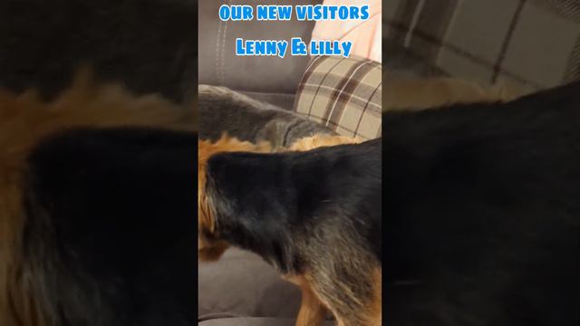 #dog #cutepuppy  #sweetdogvideo #dogsitter