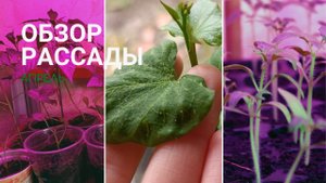 Завалило снегом. Обзор рассады. Ничего не растет. Заболел Батат. Гнилой картофель.
