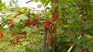 Этот сорт красной смородины,вас очарует и покорит!!