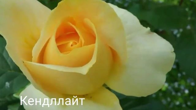 Розы немецких и французских гибридизаторов. смотреть онлайн