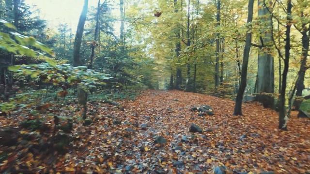 Autumn walk along the river - Lumix DMC-FZ82 смотреть онлайн