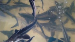 ЧТО ВЛИЯЕТ НА РОСТ ОСЕТРА