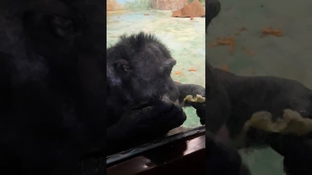 Екатеринбургский зоопарк 7 апреля 2023 года(3) смотреть онлайн