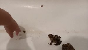 Охота озëрных(съедобных) лягушек на сверчков/ Hunting of lake (edible) frogs for crickets
