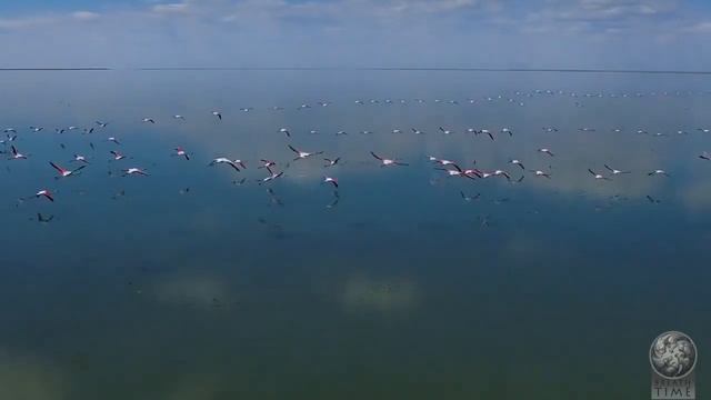 Korgaljin смотреть онлайн