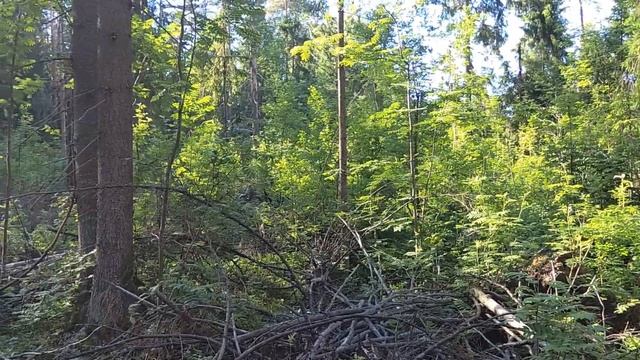 За фотоловушкой в лес смотреть онлайн