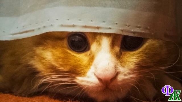 Куда ИСЧЕЗЛА хозяйка, КОШКА не знала, одной было ЖУТКОВАТО, и она забилась под диван… смотреть онлайн