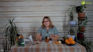 Почему появляются мошки в цветах и что делать? Как избавиться от мошки в цветах