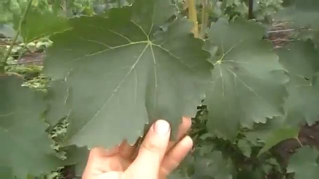 Чарли (Антрацит) - урожайный сорт винограда (раньше думал, что это Кодрянка)