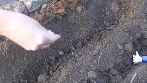 Сеем Петрушку в открытый грунт весной. Как посадить семена петрушки. Посев петрушки в грунт