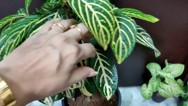 Sanchezia shade loving plant|ornamental indoor plant|care of Sanchezia plant| #nitisaxena #niti смотреть онлайн