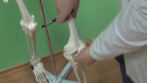 Классификация и строение костей