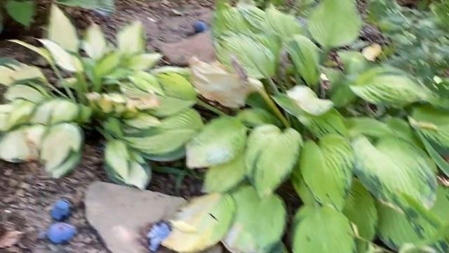 В гостях У Натальи - коллекционера хост! 03.09.20. Вторая часть. смотреть онлайн