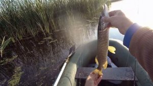 Как ловить в траве на Малас! Исследование нового жабовника