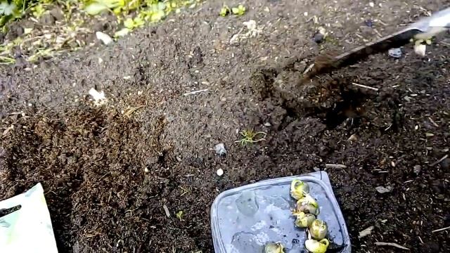 Как посадить фасоль спаржевую вьющееся Голубое озеро смотреть онлайн