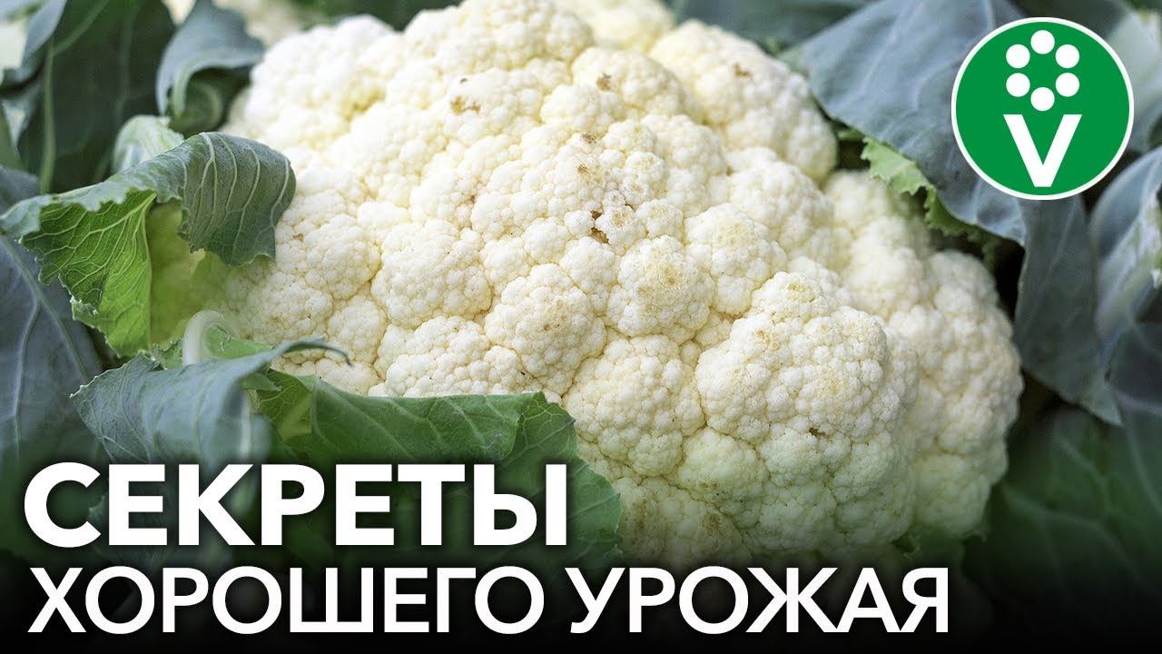 УРОЖАЙ ЦВЕТНОЙ КАПУСТЫ КРУГЛЫЙ ГОД! Простые правила посева и выращивания капусты без пикировки