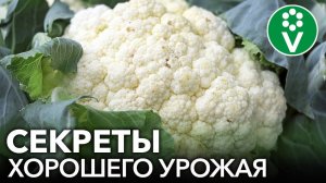 УРОЖАЙ ЦВЕТНОЙ КАПУСТЫ КРУГЛЫЙ ГОД! Простые правила посева и выращивания капусты без пикировки