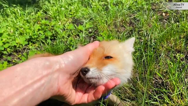 Лисенок, который привязался к человеку!!! #лисёнок #дружбаживотных