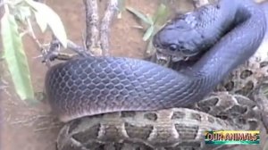 Cannibalism in Snakes Mussurana Snake attacks and eats Bothrops Viper | World Animals |