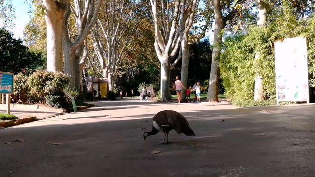 Зоологический парк Барселоны - Zoo Barcelona смотреть онлайн
