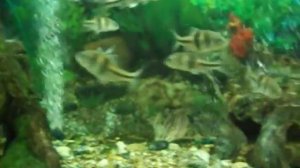 Аквариум в Новосибирском зоопарке (Секция аквариумистики)